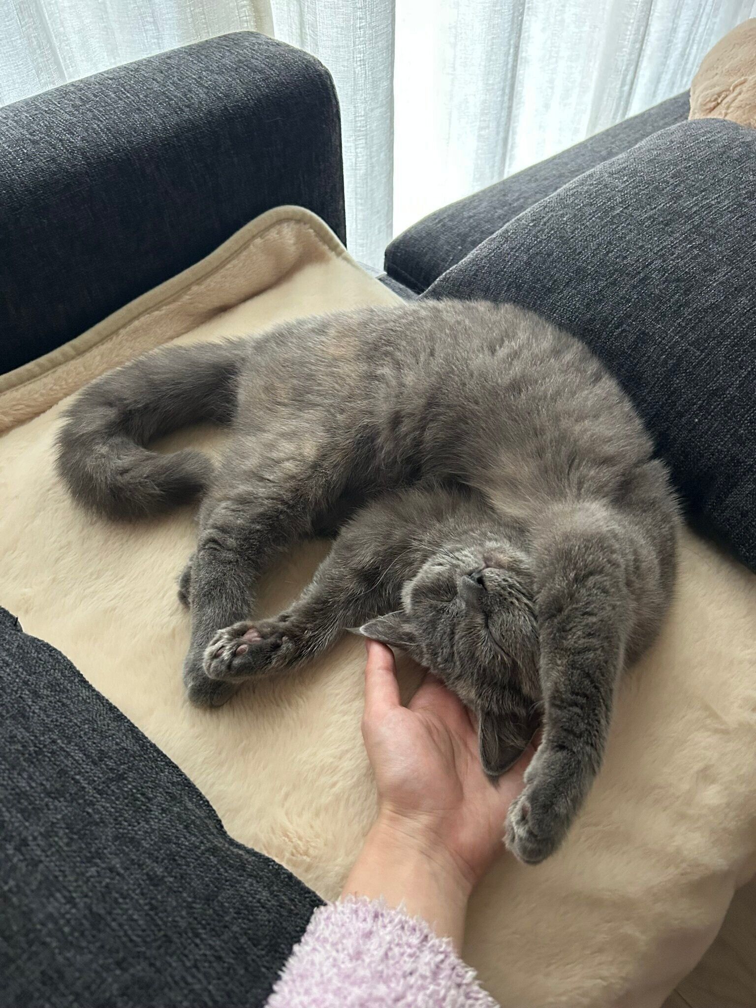 頭を撫でられているブリティッシュショートヘア