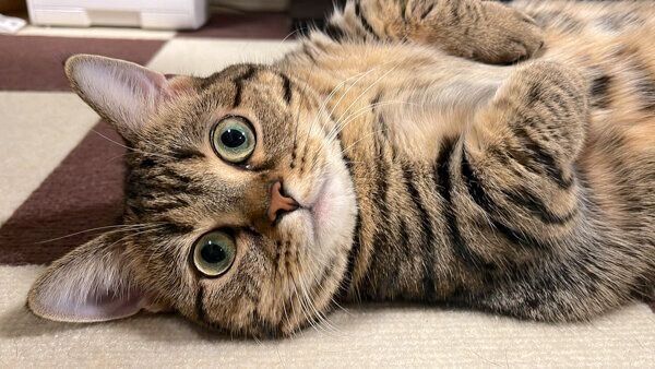 見つめるもなちゃん