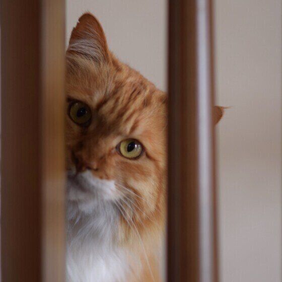 茶白のまるくん