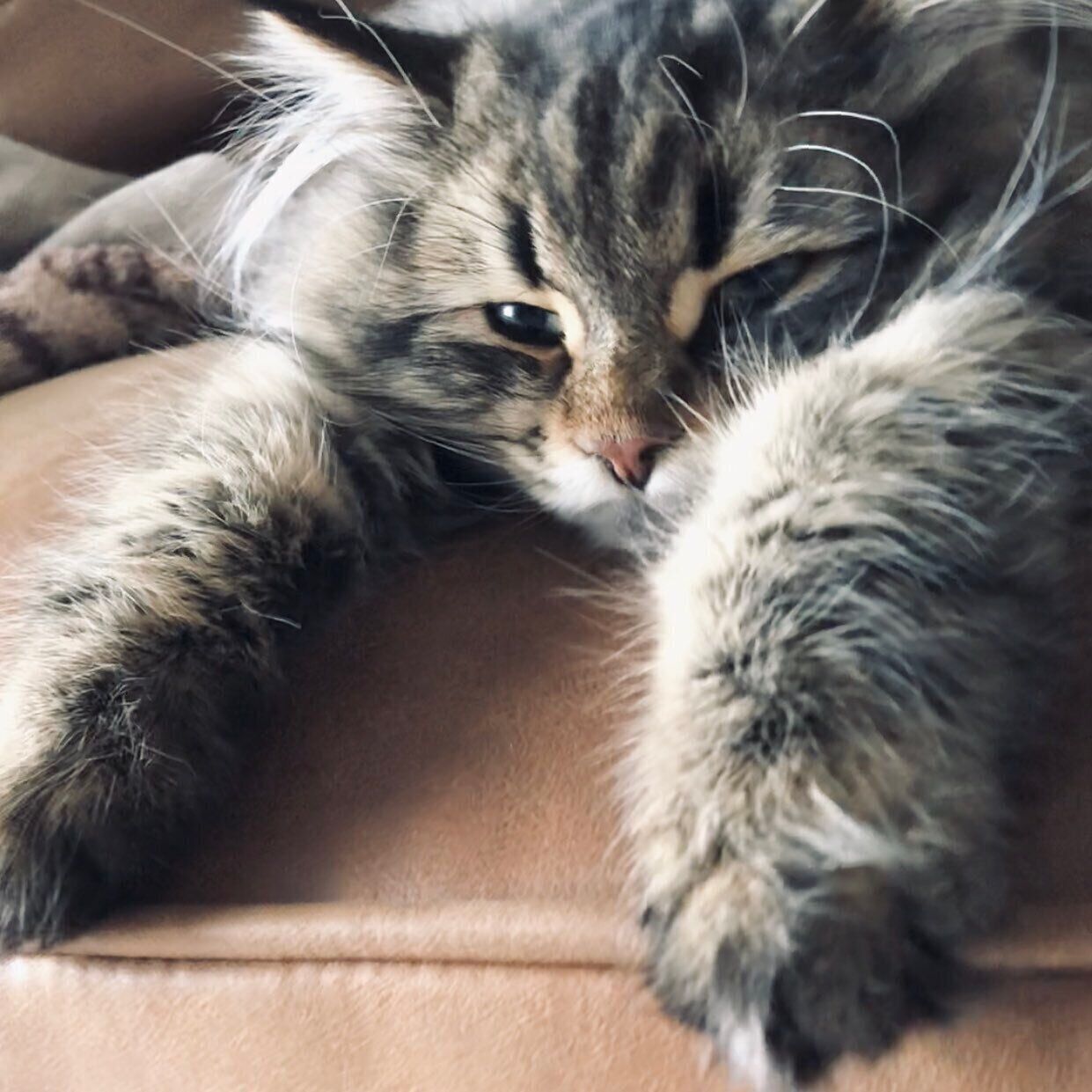 寝正月なヤマネコくん