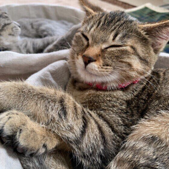 まったりするキジトラ