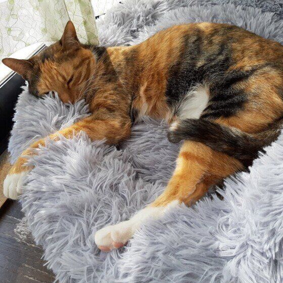 MIXミケの鈴ちゃん