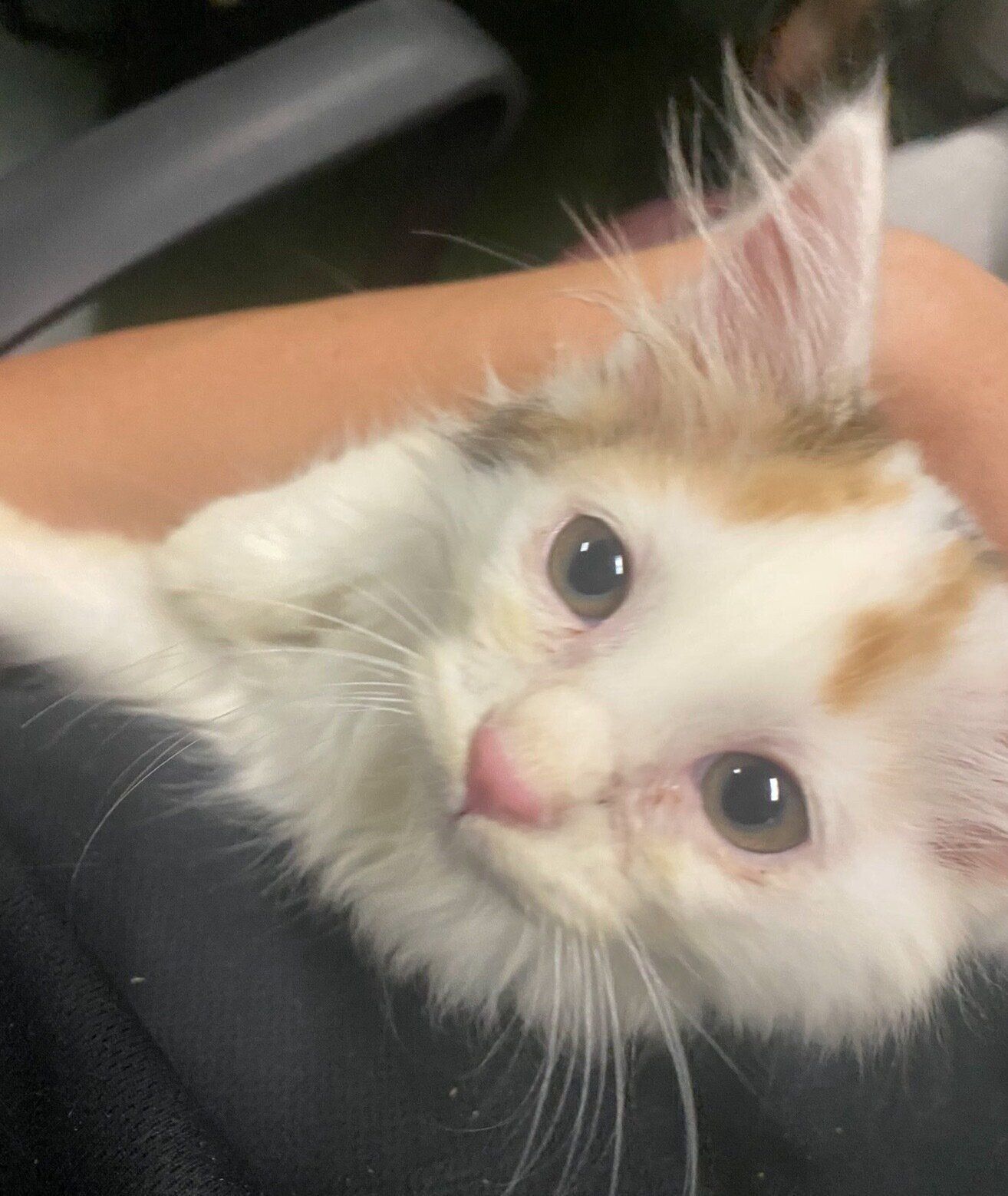 飼い主さんに甘えるひまりちゃん