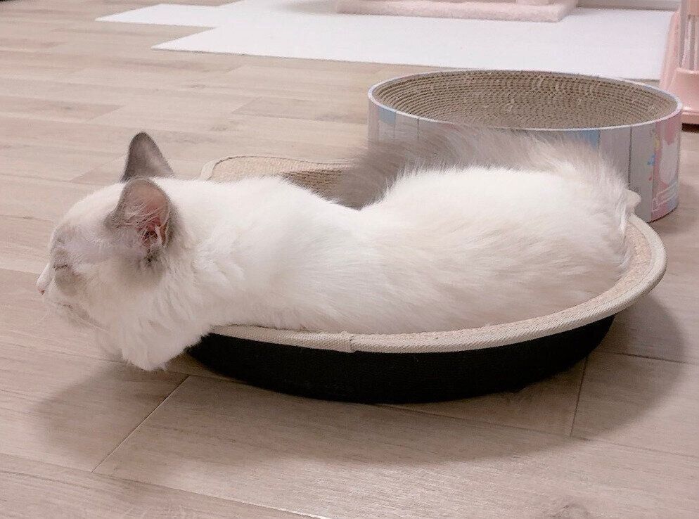 「液体」になる白澤さん