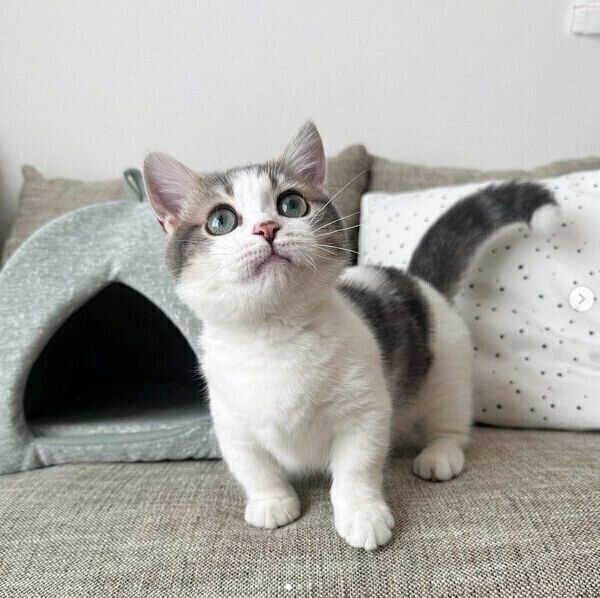 見上げるチノちゃん