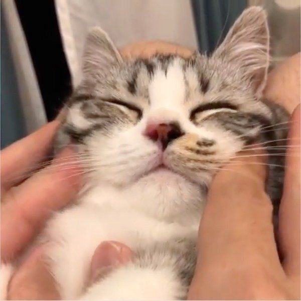 お顔のマッサージが気持ちよさそうなマンチカン