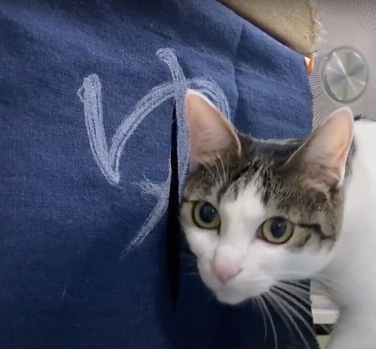 モモちゃん&ねこたちゃんと「湯」のれん