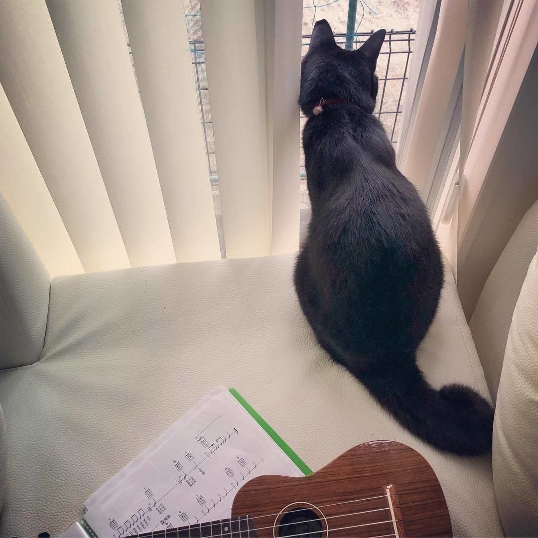 クロネコの男の子、カギしっぽ