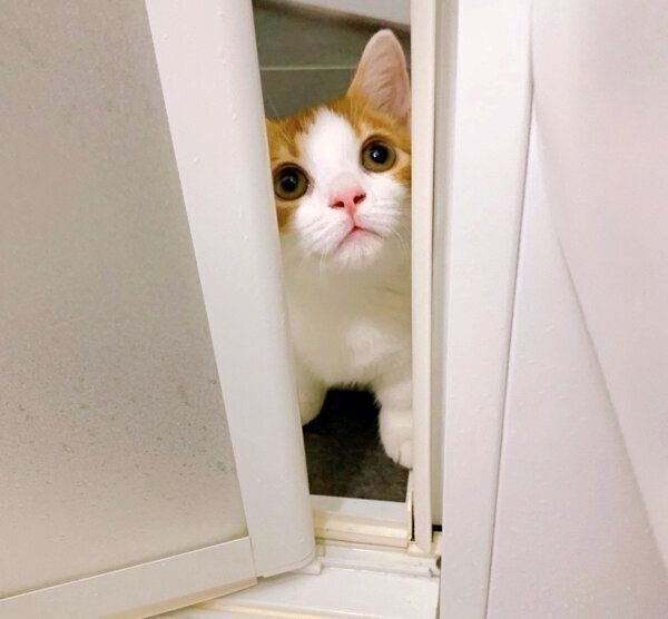 お風呂場の扉の隙間から飼い主さんを見張るもち丸くん