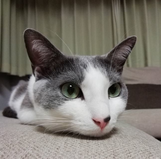 まいにちのいぬのきもち・ねこのきもちアプリ