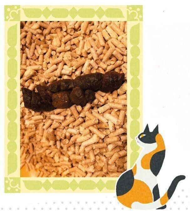 撮影／ねこのきもち読者