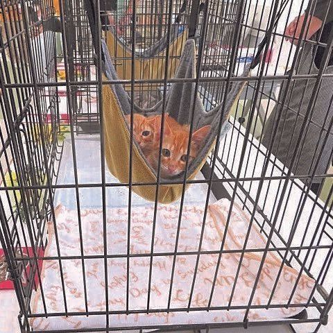 写真提供／さぬき動物愛護センター　しっぽの森