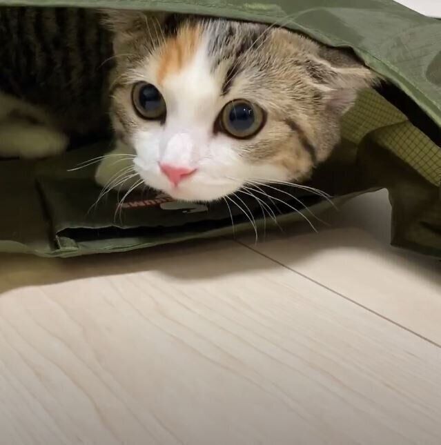 袋で遊ぶミヌエット