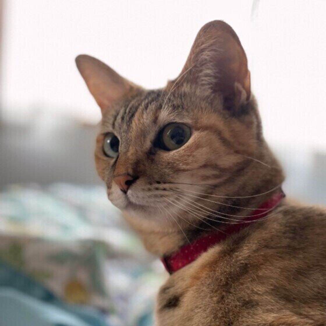 獣医師監修 猫に爪切りは必要 正しい切り方と便利なグッズ 嫌がるときの対応 ねこのきもちweb Magazine 獣医師監修 猫に爪切りは必要 正しい切り方と便利なグッズ 嫌がるときの対応 ねこのきもちweb Magazine