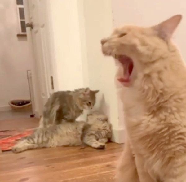 あくびがうつる猫