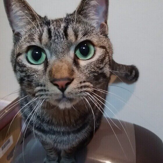 サバトラのハロちゃん