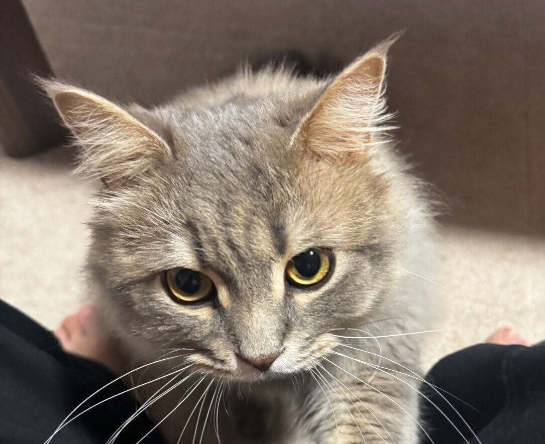 飼い主の足元にいるサイベリアン