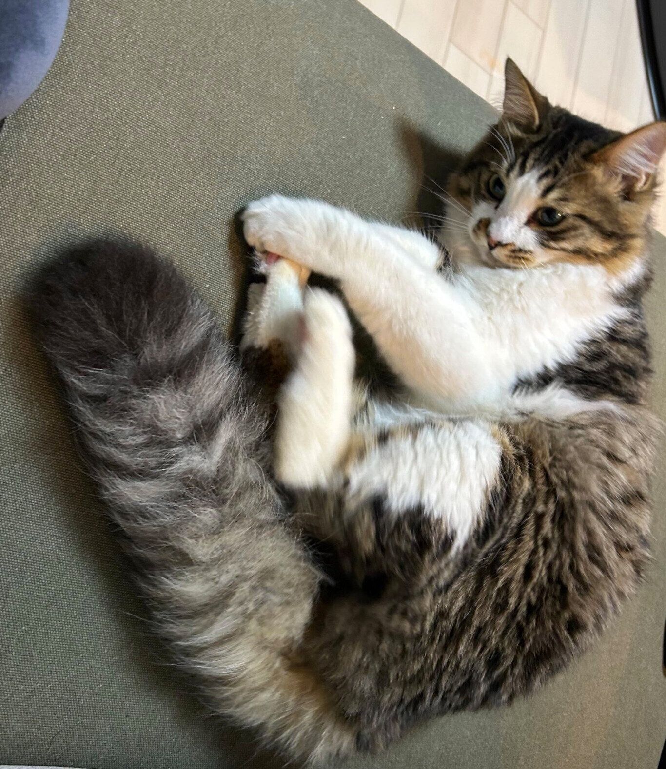 寝転がるほたてくん