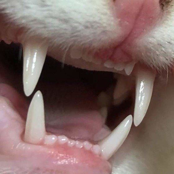 猫の前歯