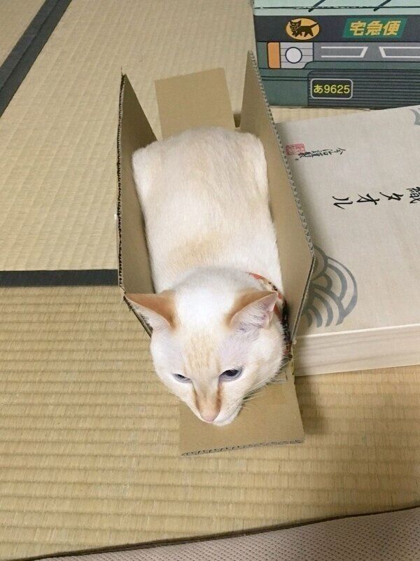 ダンボールにすっぽり収まる白玉ちゃん