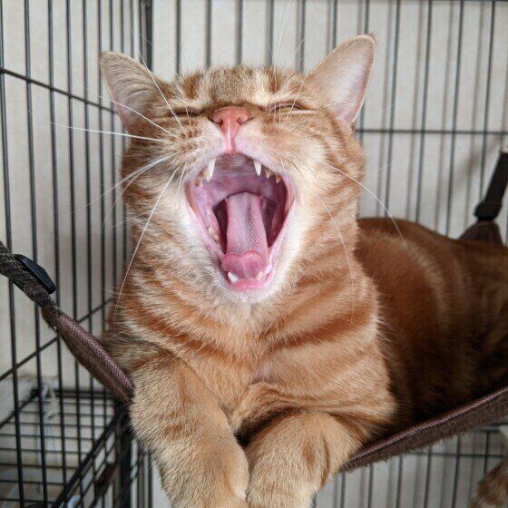 スコティッシュフォールドのマロくん♪