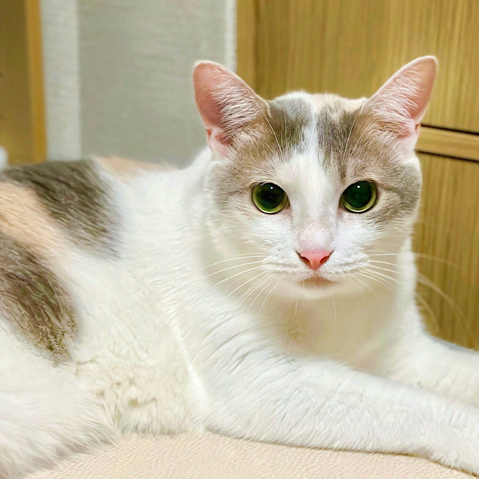 こちらを見つめるしらたまちゃん