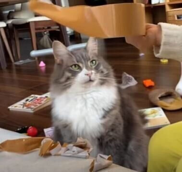 それはにゃんだ ガムテープを不思議そうに見つめる 好奇心旺盛な猫 ねこのきもちweb Magazine それはにゃんだ ガムテープを不思議そうに見つめる 好奇心旺盛な猫 ねこのきもちweb Magazine