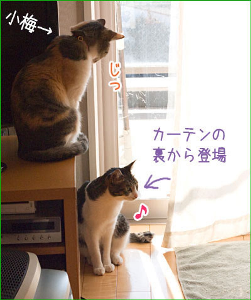 第2回 雷蔵は末っ子 小鈴にタジタジ 雷蔵の今日もやられちゃいました ねこのきもちweb Magazine 第2回 雷蔵は末っ子 小鈴にタジタジ 雷蔵の今日もやられちゃいました ねこのきもちweb Magazine