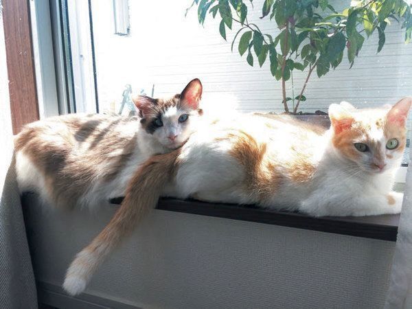 猫のひなたぼっこ