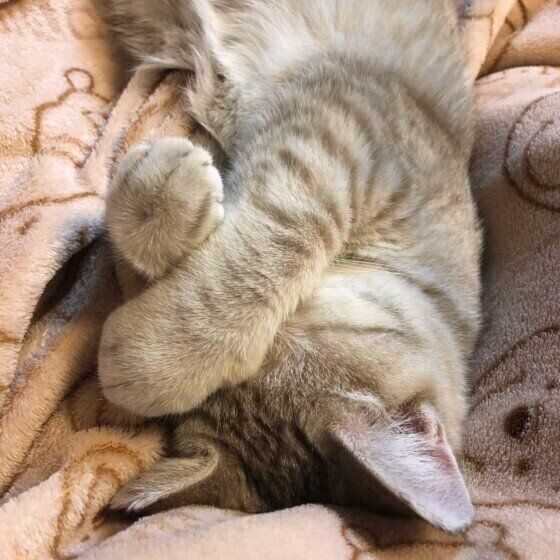 ツナちゃんのまぶしい寝