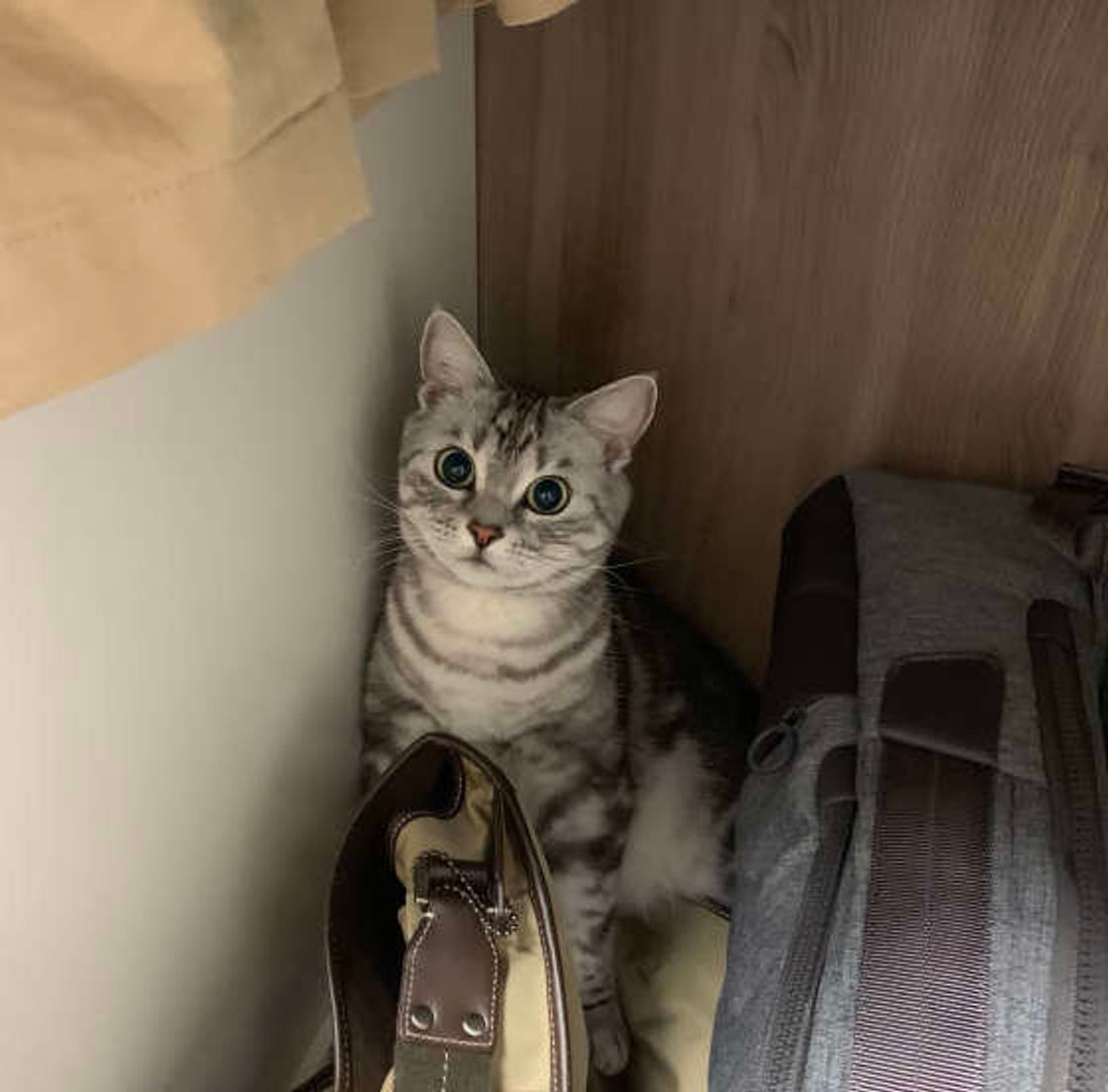 猫トイレの置き場所に意外な落とし穴 Ng例 上手な移動方法とは ねこのきもちweb Magazine 猫トイレの置き場所に意外な落とし穴 Ng例 上手な移動方法とは ねこのきもちweb Magazine