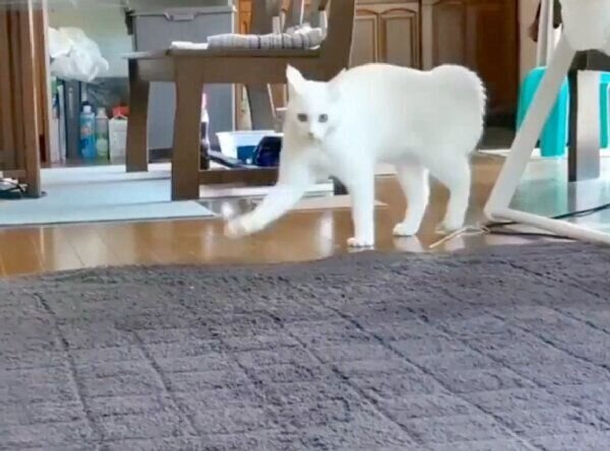 ぷんぷん歩き がクセになる オラつきながら登場する猫の姿が何度見ても笑える ねこのきもちweb Magazine ぷんぷん歩き がクセになる オラつきながら登場する猫の姿が何度見ても笑える ねこのきもちweb Magazine