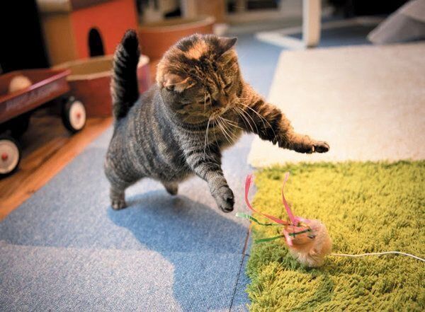 あなたと暮らす愛猫の世界には22の好きがあふれている