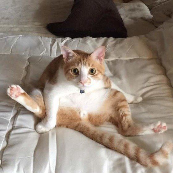 ねこのきもち投稿写真ギャラリー