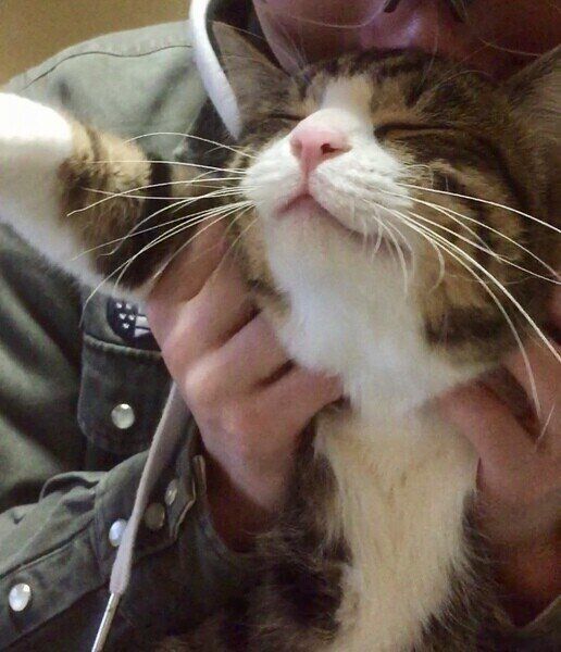 マッサージで脱力するMIXキジトラのトロ