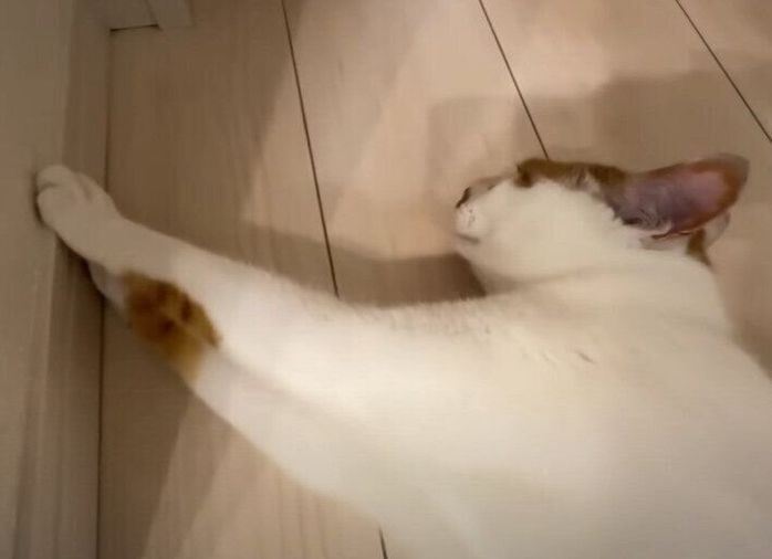 壁を支える猫