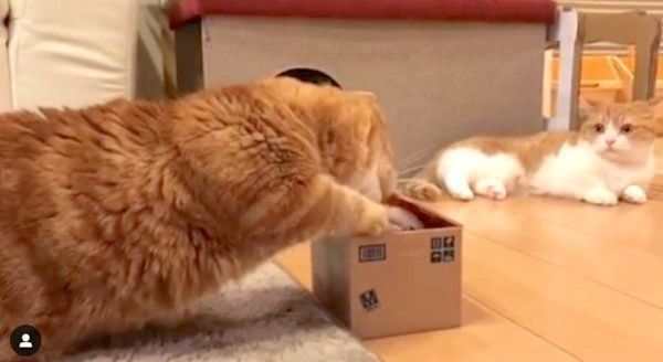 貯金箱で遊ぶマンチカン