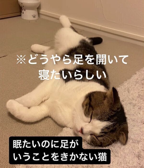 眠たいのにうまく体勢が決まらないこたろうくん