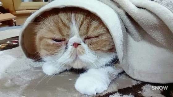 こたつに入るエキゾチックショートヘア