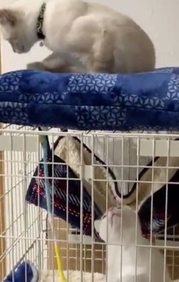 お互いが気になる9ちゃんとシャムちゃん