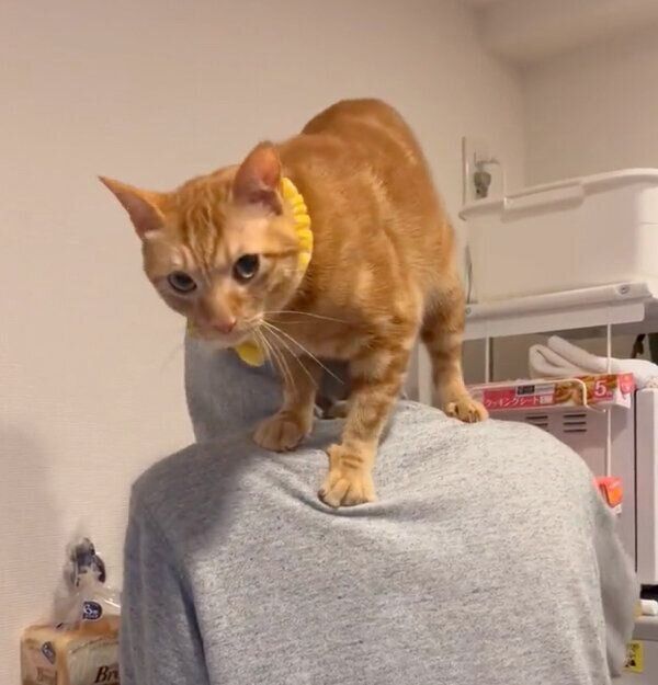 飼い主さんの肩に乗るれおくん