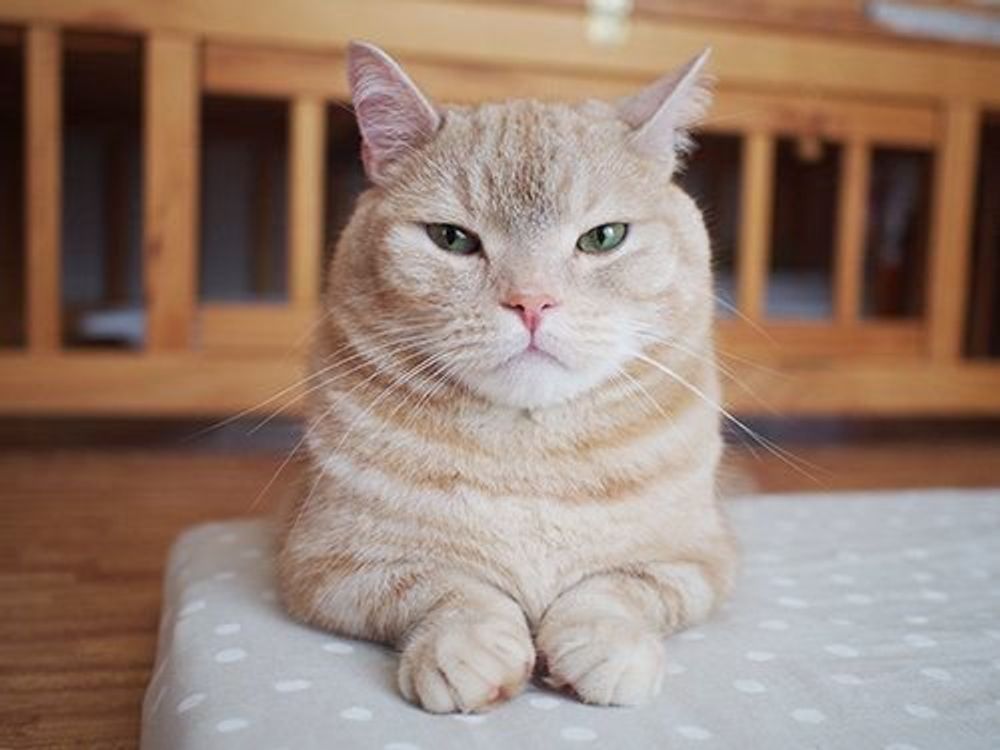 汚れ 撫ですぎ おでこの毛柄の秘密 マンチカンのぷーちゃん Vol 99 ねこのきもちweb Magazine 汚れ 撫ですぎ おでこの毛柄の秘密 マンチカンのぷーちゃん Vol 99 ねこのきもちweb Magazine