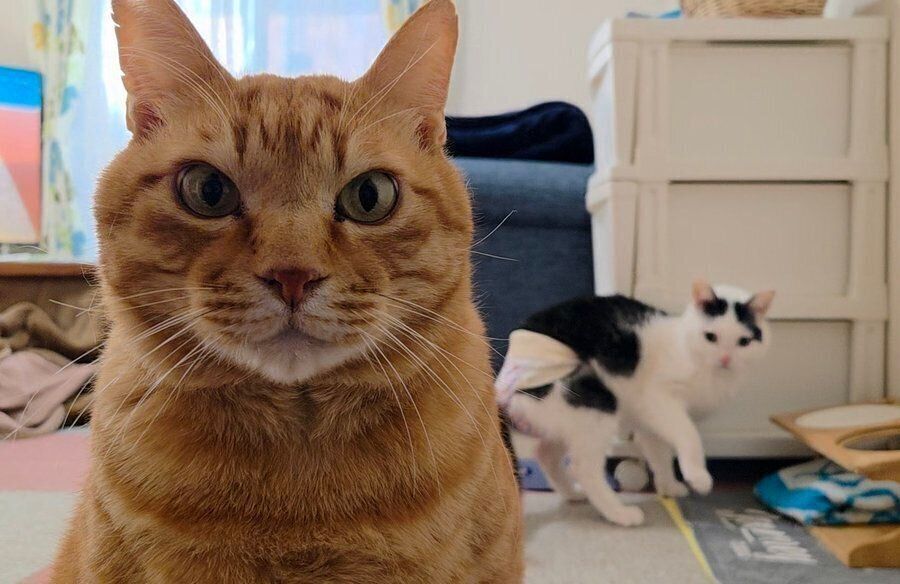 カメラを見つめるちゃーくんと後ろで振り向くこもくん