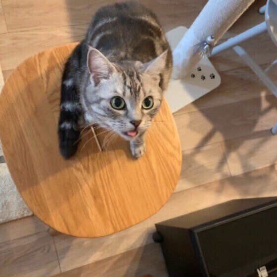 見つめるアメリカンショートヘア