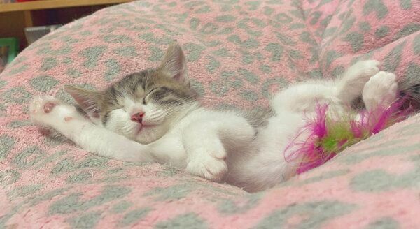 ぐっすりと眠る柚子もちくん