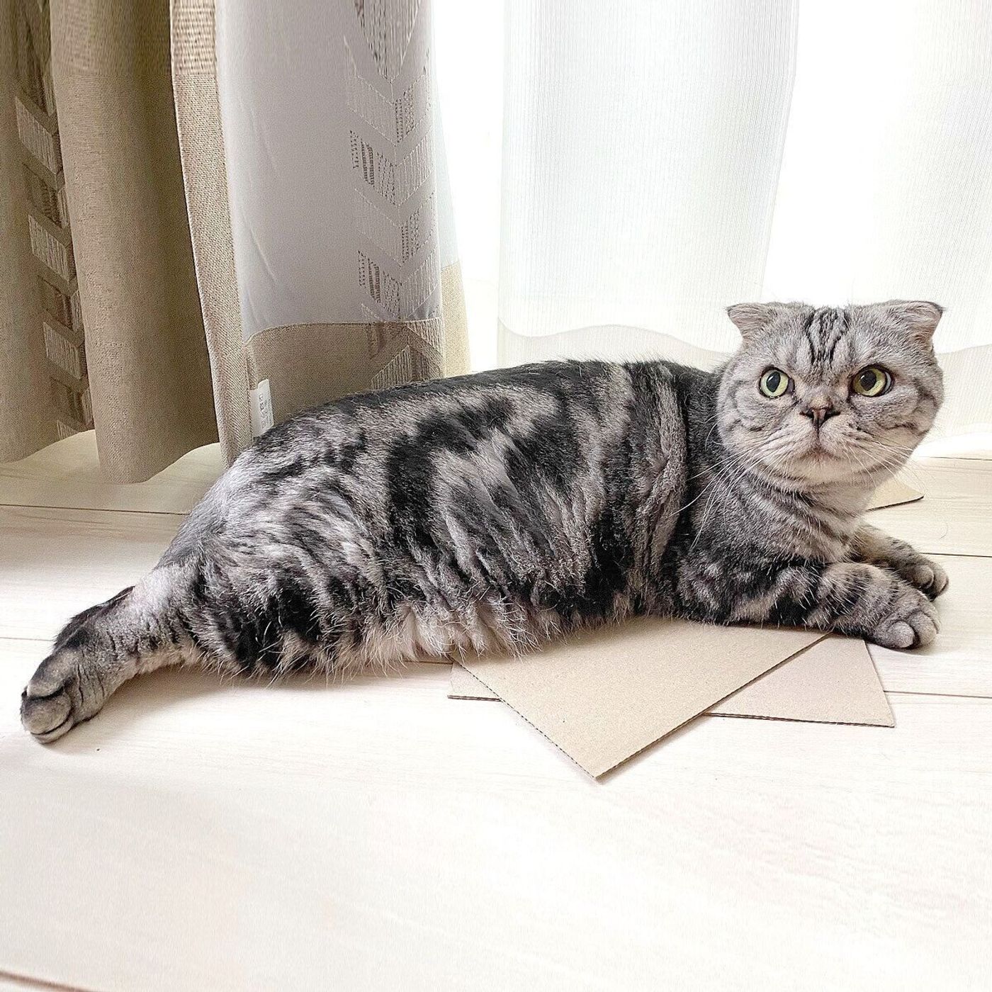エアコン嫌いがいつの間にか好きになった ししまるの話 渋ネコししまるさん 61 ねこのきもちweb Magazine エアコン嫌いがいつの間にか好きになった ししまるの話 渋ネコししまるさん 61 ねこのきもちweb Magazine