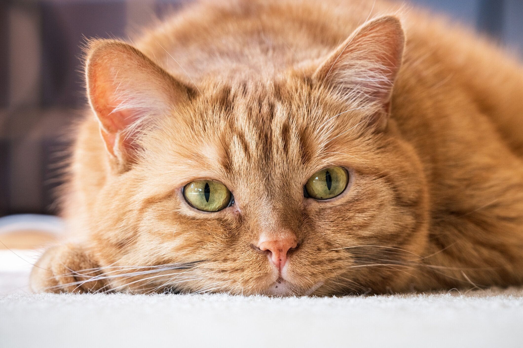 カメラ目線の猫