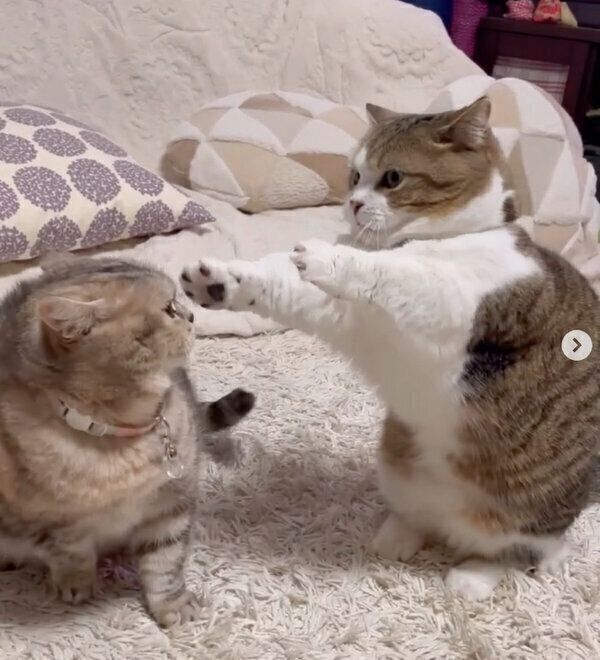 じゃれ合うキキちゃん、てんくん