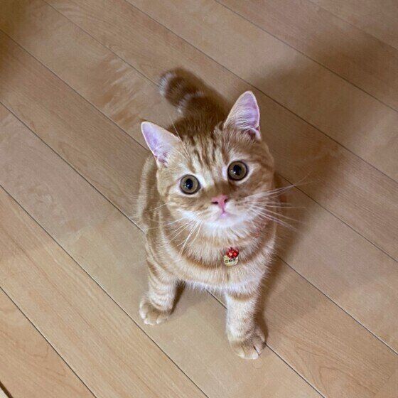 ごはんを催促する猫（スコティッシュフォールド、オス）