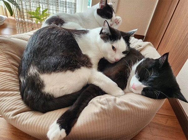 仲良しな猫たち